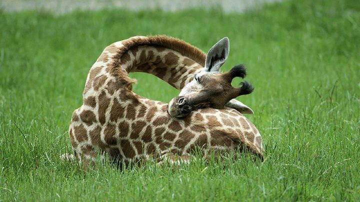 Ken jij iemand die ook zoveel dutjes doet als een giraffe?
