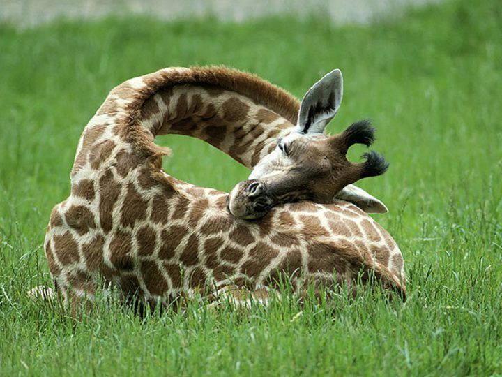 Ken jij iemand die ook zoveel dutjes doet als een giraffe?