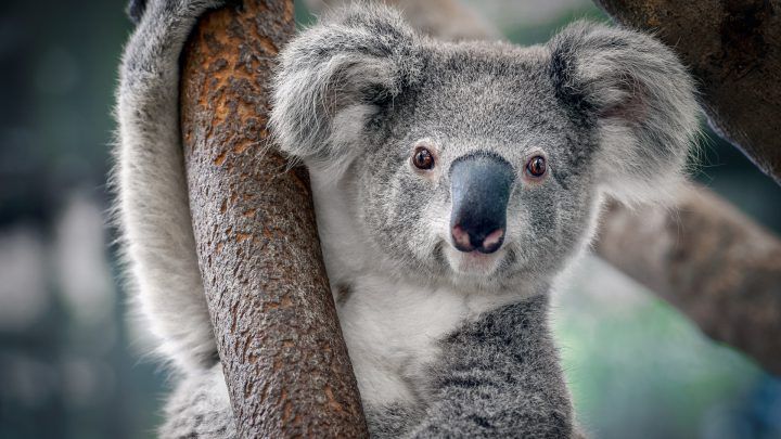 Wie is er net zo lui als een koala?