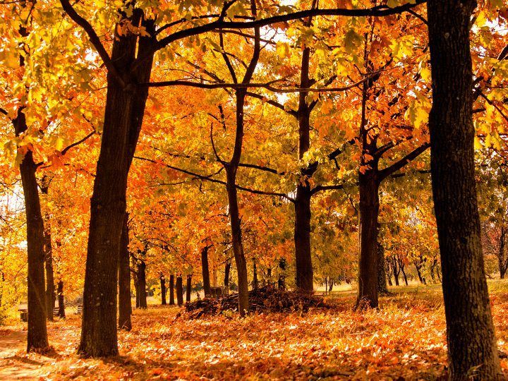 herfst-najaar-10 redenen waarom de herfst zo goed voor je is