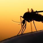 Deze dingen over muggen wist jij nog niet