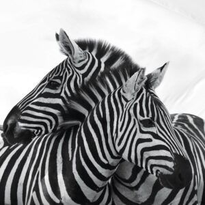 Snoozing Zebras dekbedovertrek