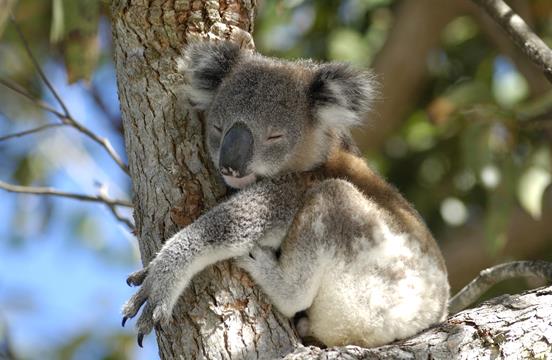 hoelang slaap een koala